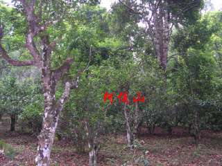 2008 Awazon Jingmai Organic Ancient Tea Tree Raw Pu erh  
