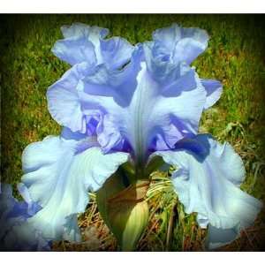  Azure Whir Tall Bearded Iris Rhizome Iridaceae 1 Bulb 